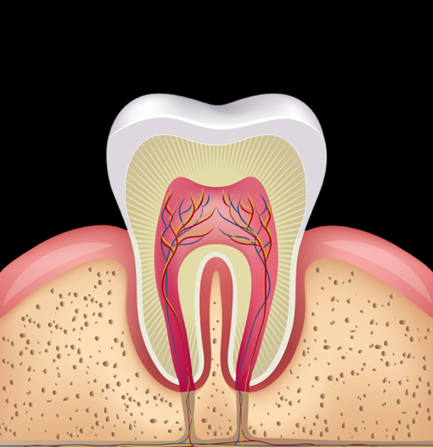 Cross-section diagram of a healthy tooth showing enamel, dentin, pulp, and root structure in gum.
