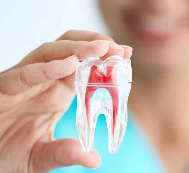 Person holding anatomical tooth model showing internal pulp structure against blue background